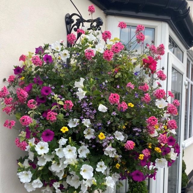 hanging Basket